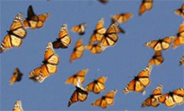 butterflies-small 2 butterflies-small 2
